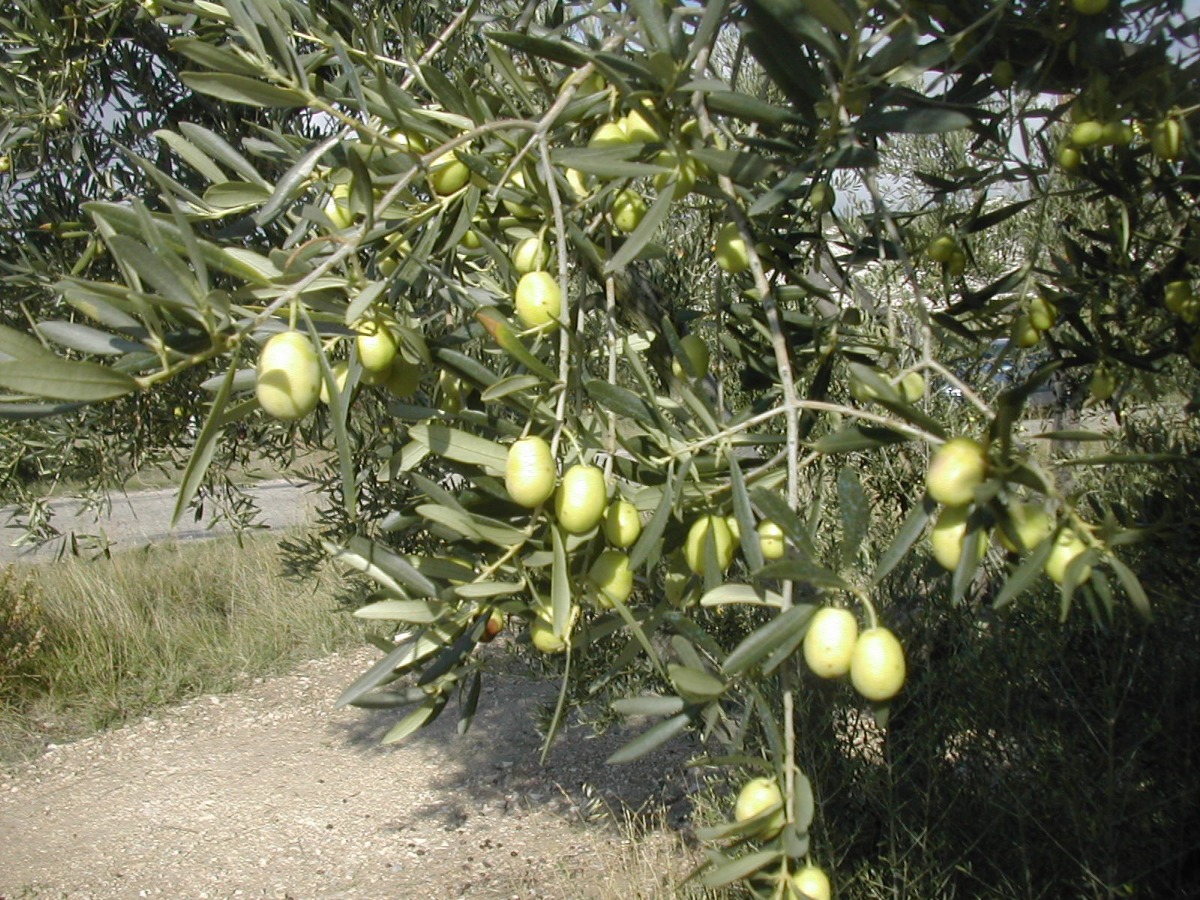 Olive Oil – is it really virgin?