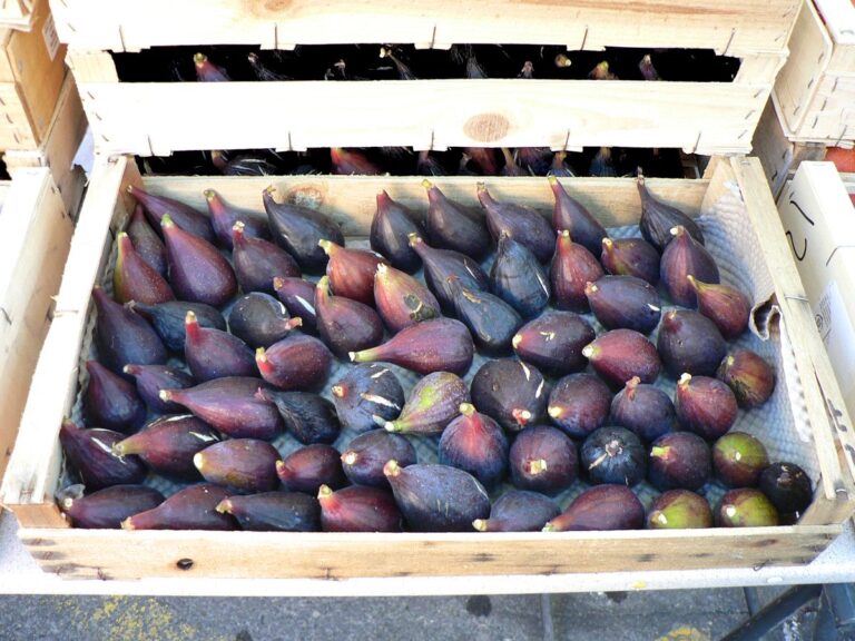 Noire de Caromb Fig