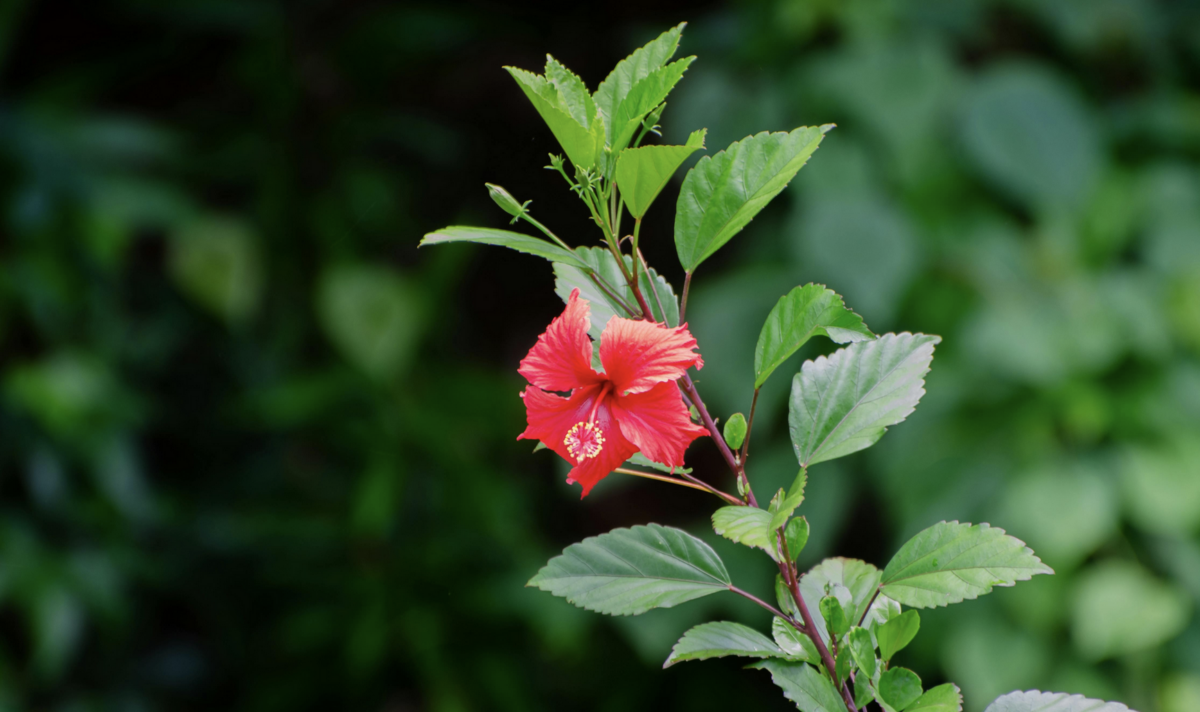 Hibiscus